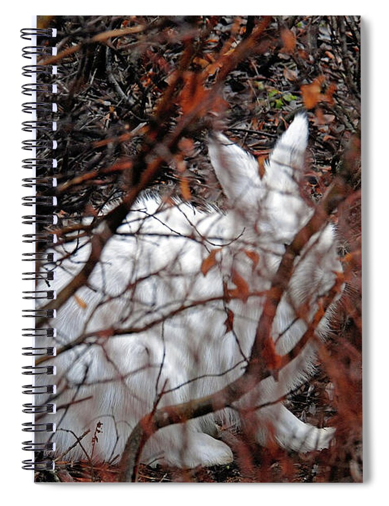 Climate-change Spiral Notebook featuring the photograph Climate-Change-Hindered Hiding Hare by Ted Keller