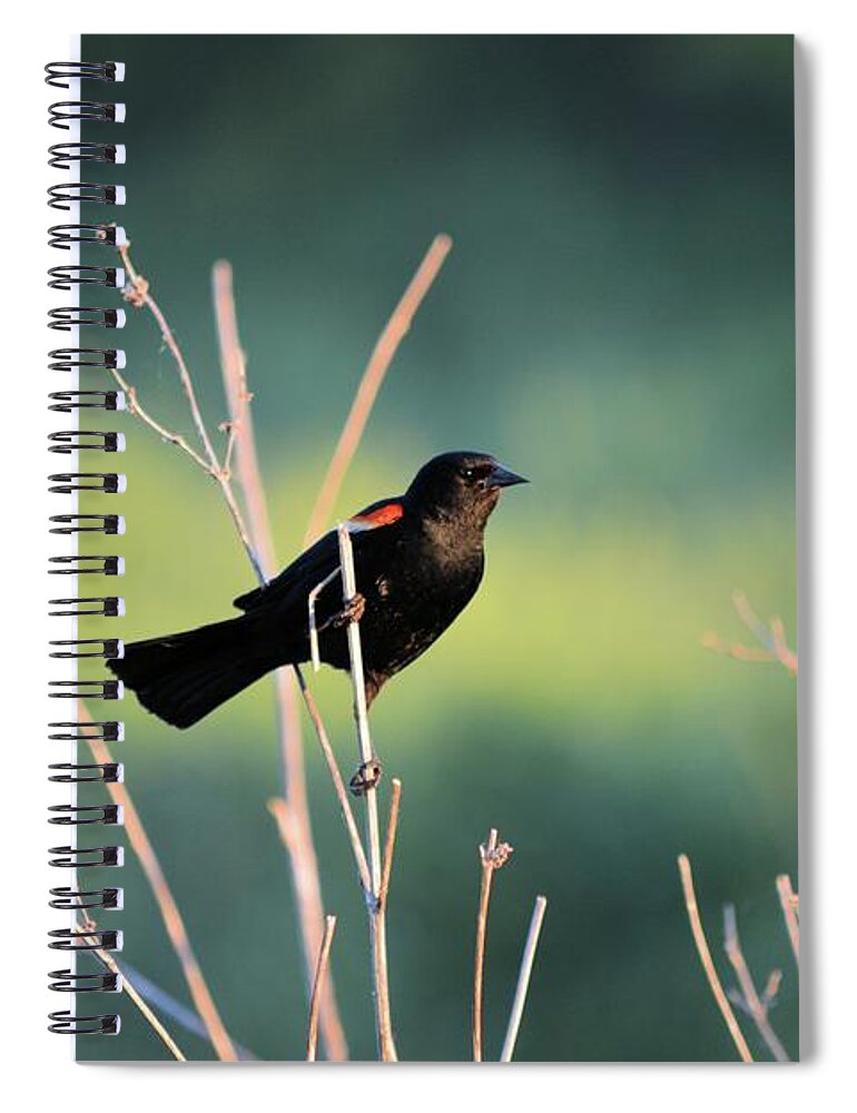 Blackbird Spiral Notebook featuring the photograph Clinging Redwing by Bonfire Photography