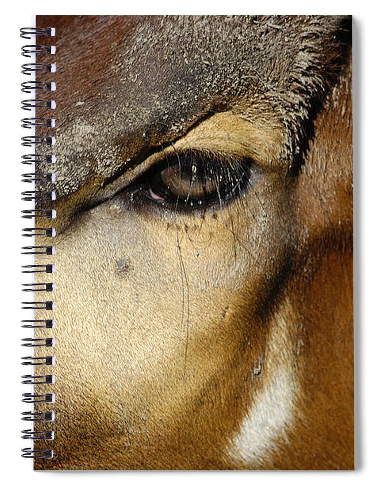 Memphis Zoo Spiral Notebook featuring the photograph Close Encounter by DArcy Evans