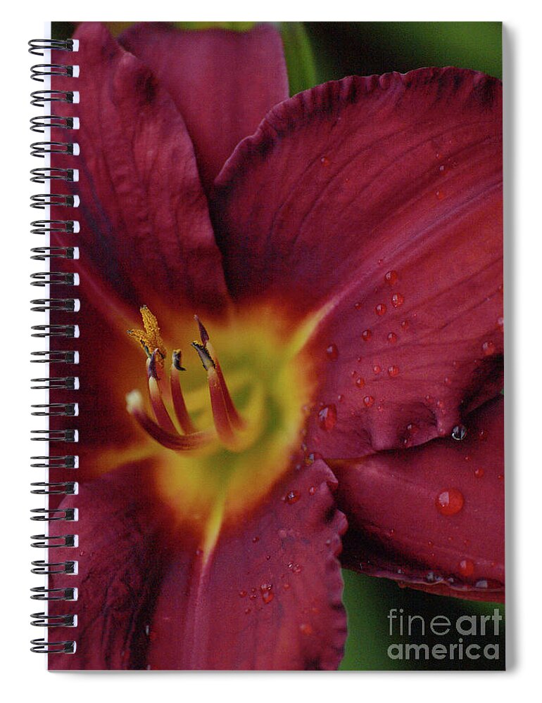 Flower Spiral Notebook featuring the photograph Close Up Day Lily by Vivian Martin