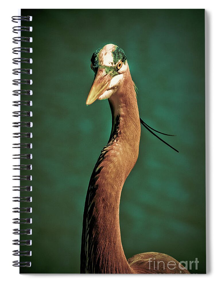 Ardea Herodias Spiral Notebook featuring the photograph Close-up of a Great Blue Heron by Stefano Senise
