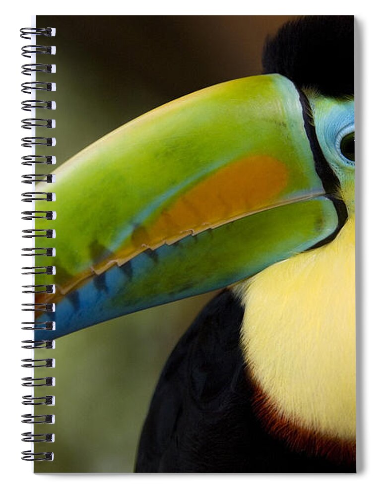 Photography Spiral Notebook featuring the photograph Close-up Of Keel-billed Toucan by Panoramic Images
