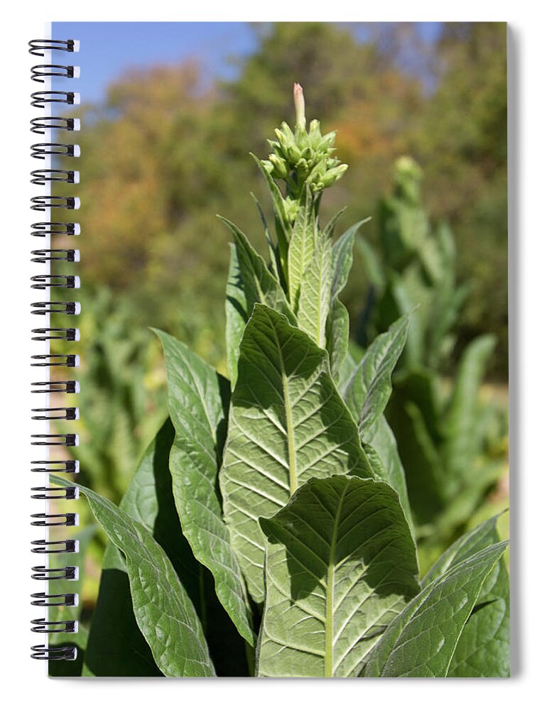America Spiral Notebook featuring the photograph Close up of tobacco plant by Karen Foley