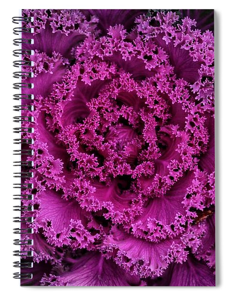 Ornamental Spiral Notebook featuring the photograph Close Up Ornamental Cabbage by Buck Buchanan