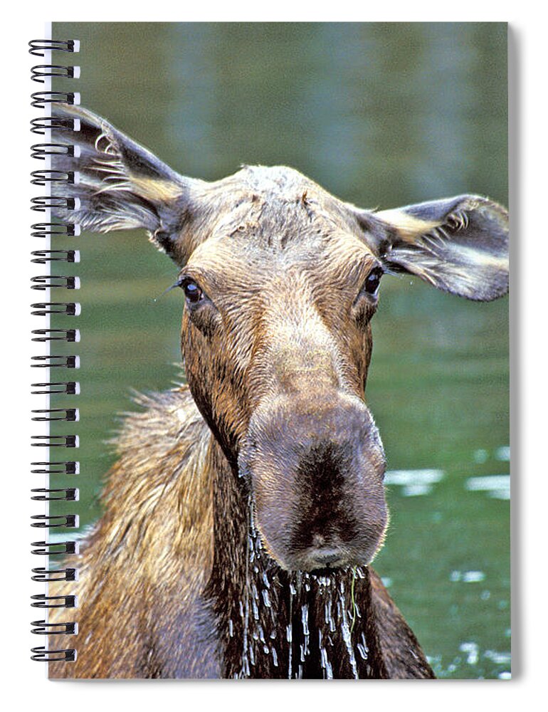 Moose Spiral Notebook featuring the photograph Close Wet Moose by Gary Beeler