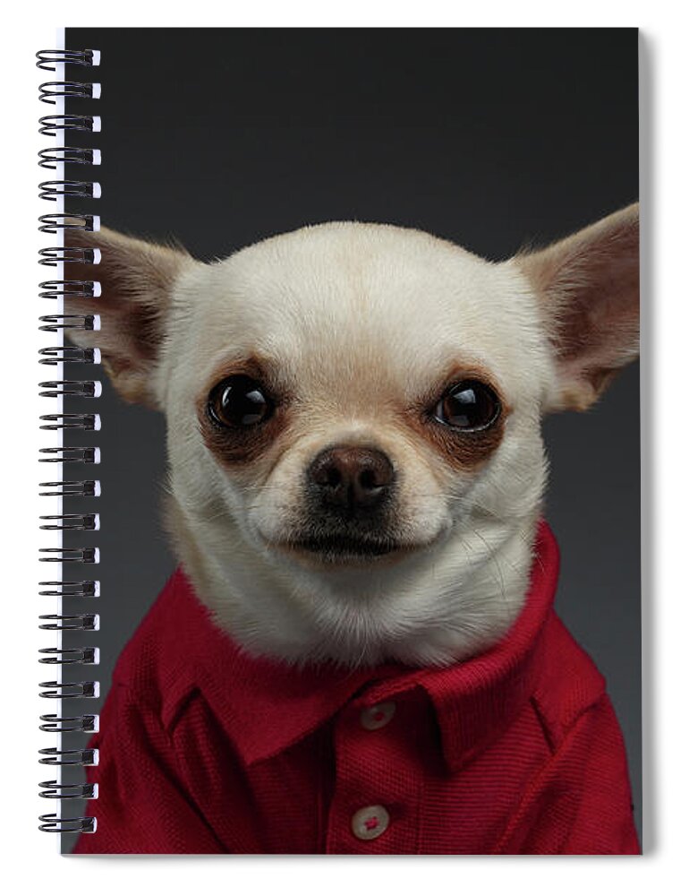 Closeup Portrait Chihuahua dog in stylish clothes. Gray background