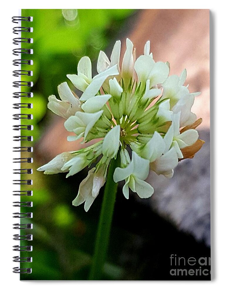 Lupins Spiral Notebook featuring the photograph Clover #2 by Michael Graham