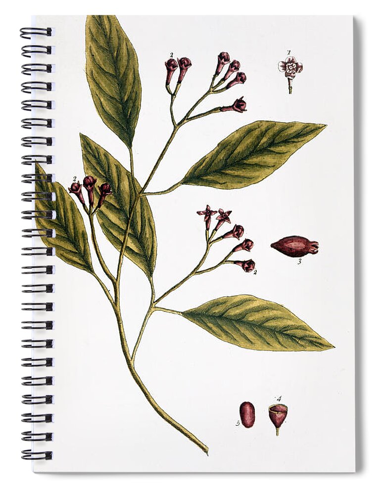 1730s Spiral Notebook featuring the photograph Cloves, 1735 by Granger