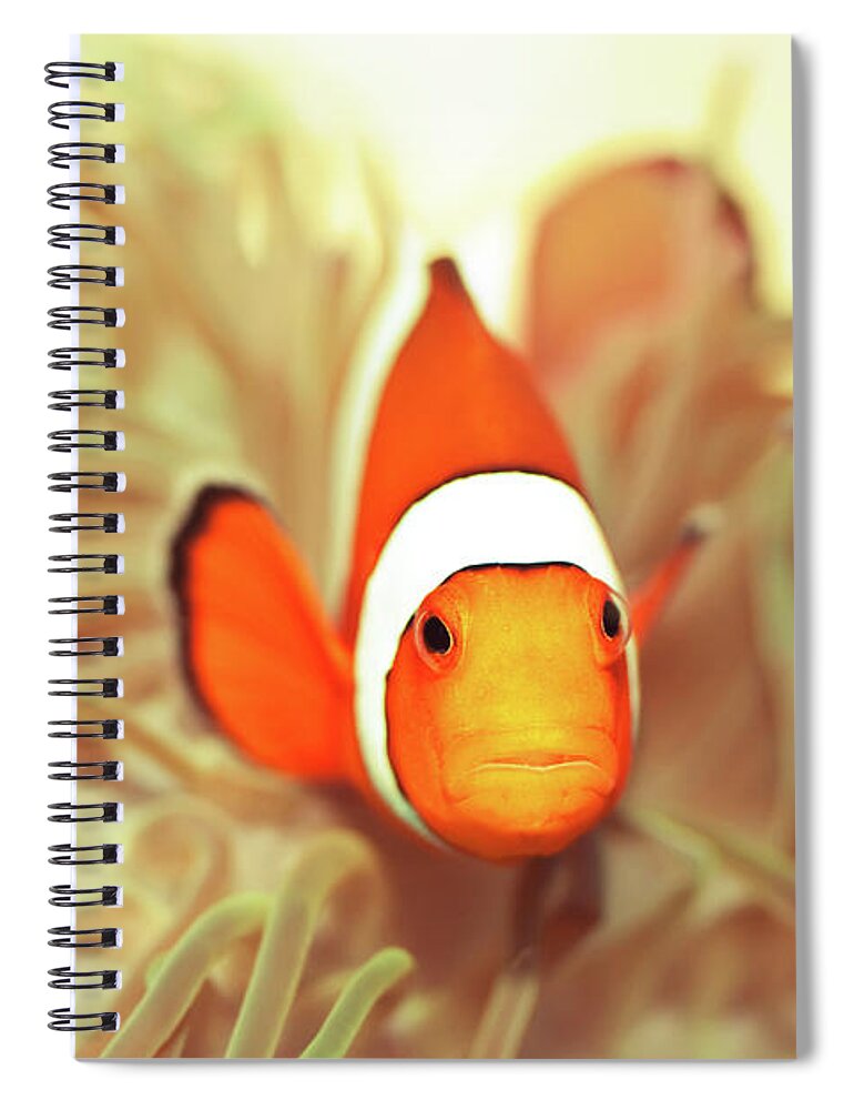 Fish Spiral Notebook featuring the photograph Clownfish by MotHaiBaPhoto Prints