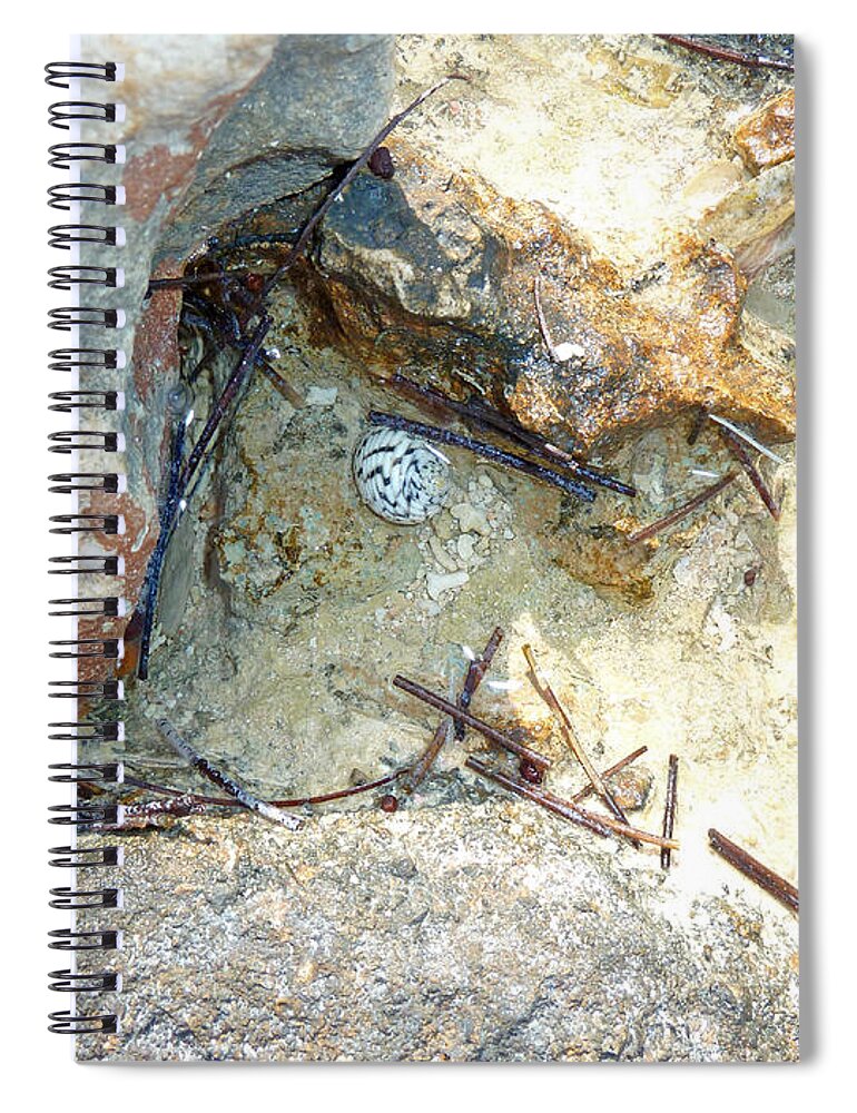 Photography Spiral Notebook featuring the photograph Coastal Shell by Francesca Mackenney