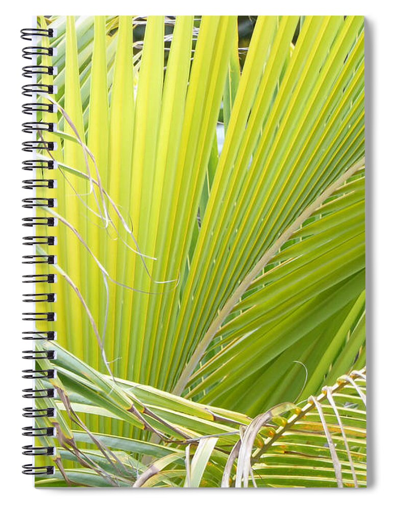 Palm Spiral Notebook featuring the photograph Coconut palm fronds by Margaret Brooks