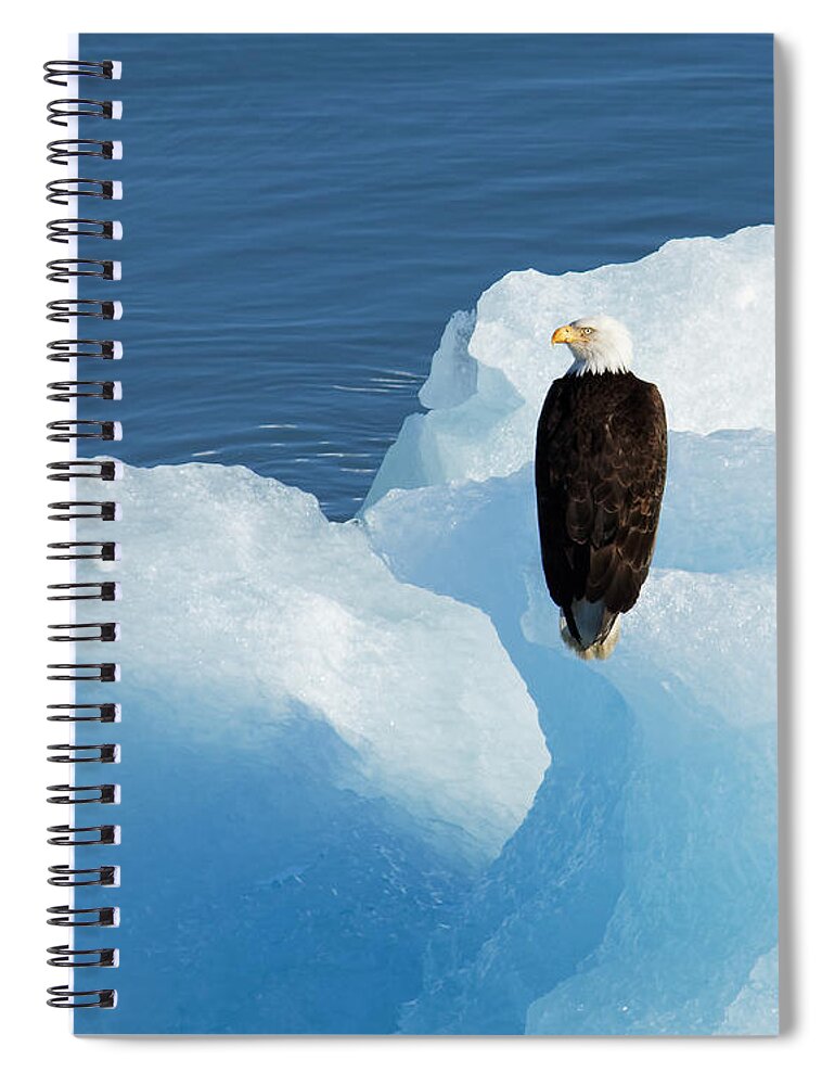 Cold Feet Spiral Notebook featuring the photograph Cold Feet -- Bald Eagle on an Iceberg in Disenchantment Bay, Alaska by Darin Volpe