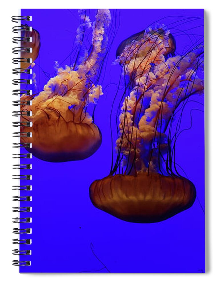 Jellyfish Spiral Notebook featuring the photograph Collection of jellyfish by Peter Ponzio