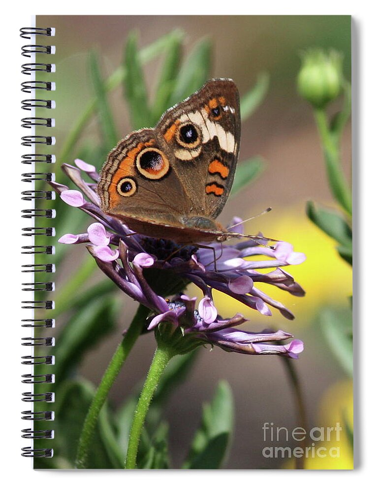 Nature Spiral Notebook featuring the photograph Colorful Butterfly on Daisy by Carol Groenen