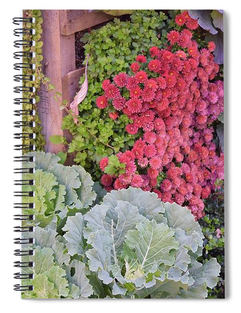 Barrieloustark Spiral Notebook featuring the photograph Colorful Cabbages by Barrie Stark