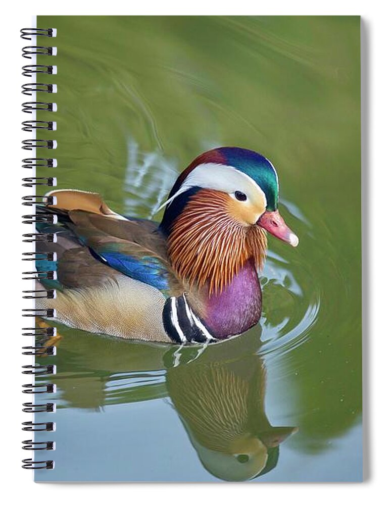 Colorful Mandarin Duck 2 Spiral Notebook featuring the photograph Colorful mandarin duck 2 by Lynn Hopwood