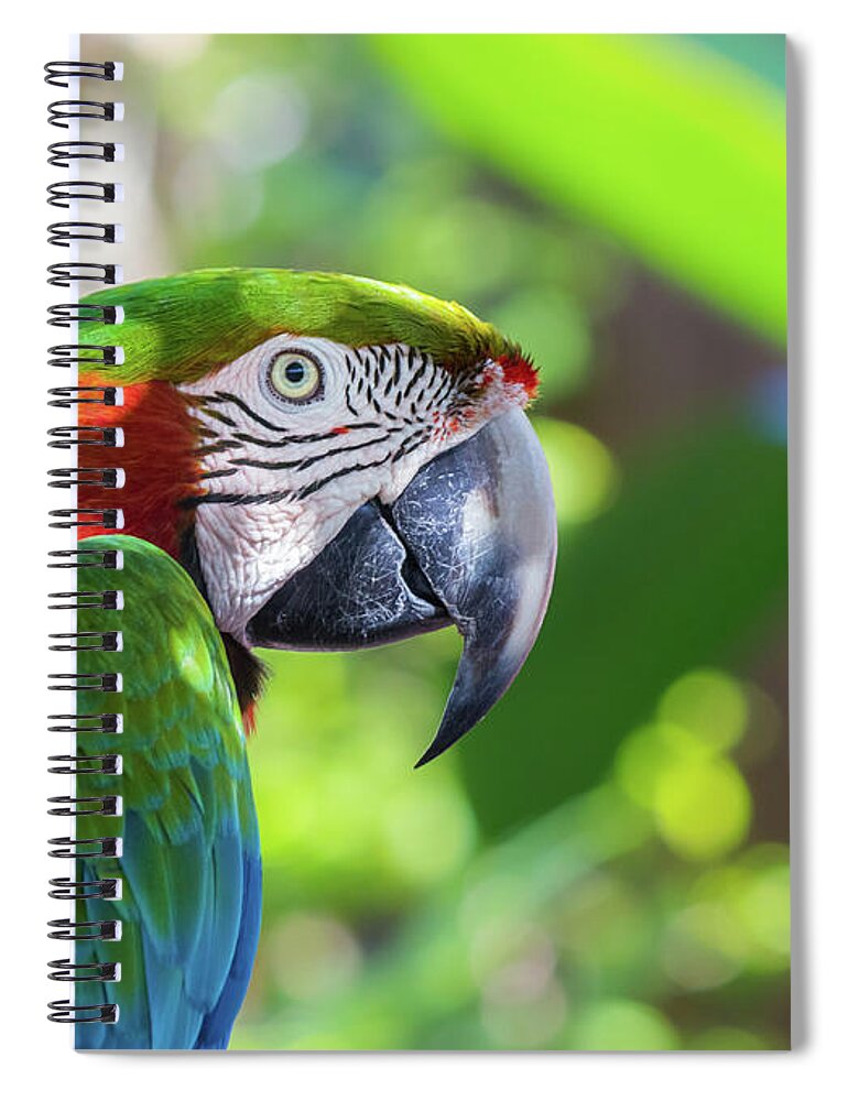 Ambient Light Spiral Notebook featuring the photograph Colorful Parrot in Bright Sunlight by Liesl Walsh