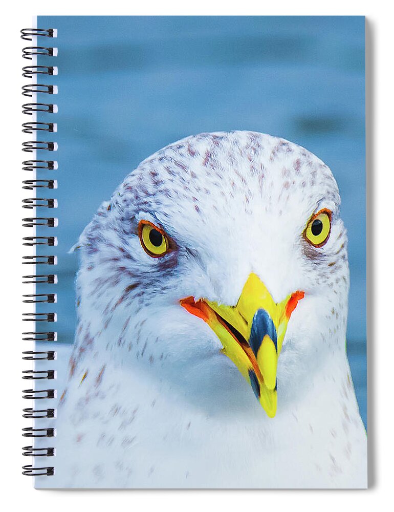 20170128 Spiral Notebook featuring the photograph Colorful Seagull Smiling by Jeff at JSJ Photography