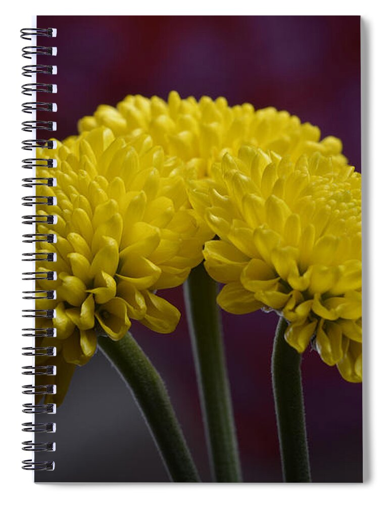 Flower Spiral Notebook featuring the photograph Colorful triplet by Robert WK Clark