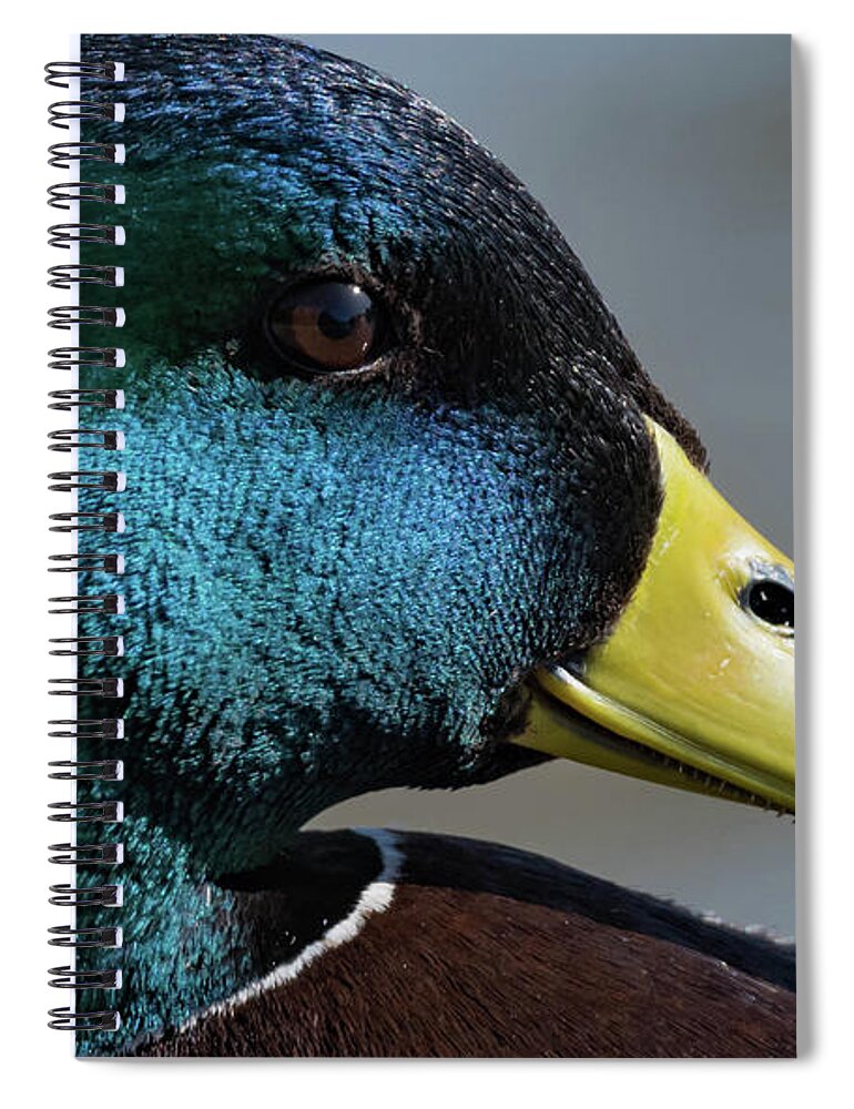 Duck Spiral Notebook featuring the photograph Colors by Jody Partin