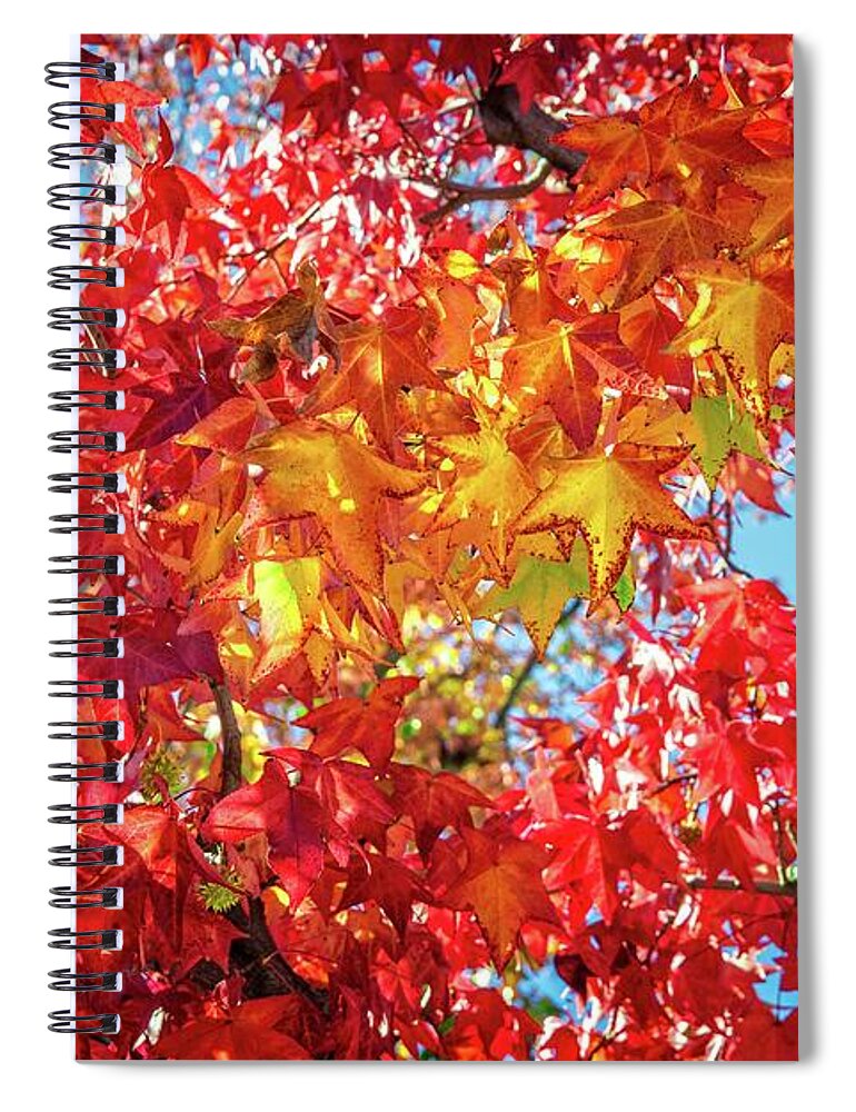 Leaves Spiral Notebook featuring the photograph Colors of the Season by Lynn Bauer