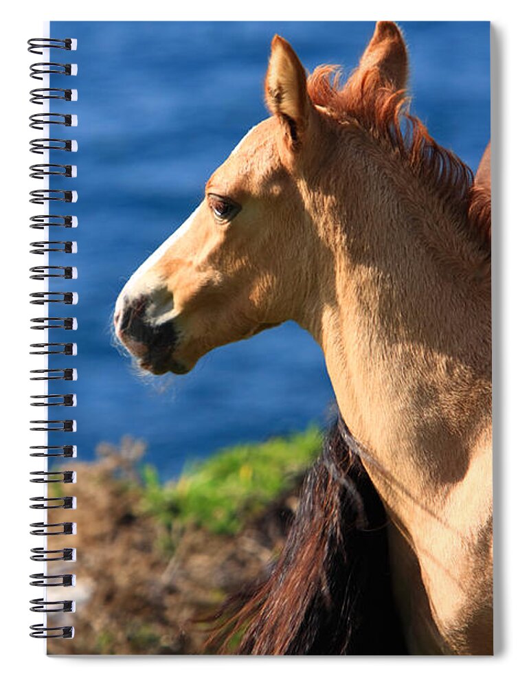 Horses Spiral Notebook featuring the photograph Colt By The Sea by Aidan Moran