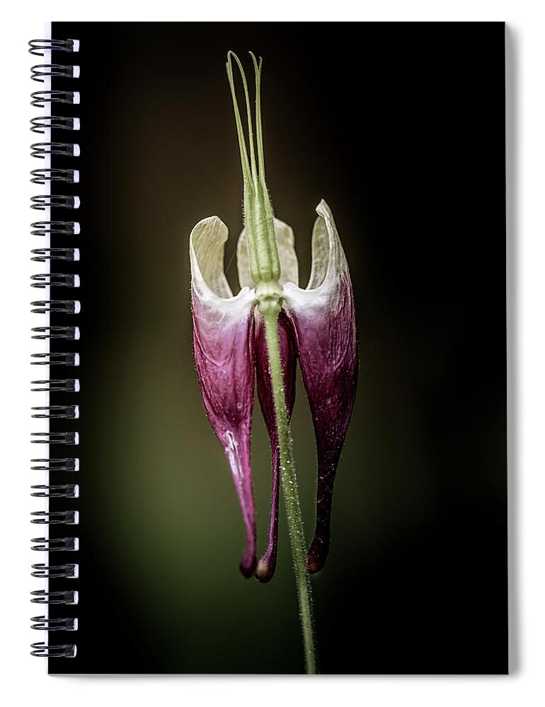 Flower Spiral Notebook featuring the photograph Columbine by Allin Sorenson