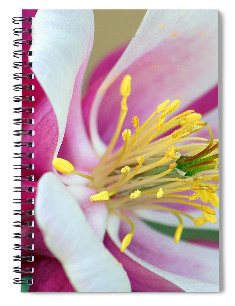 Columbine Spiral Notebook featuring the photograph Columbine Flower 2 by Amy Fose