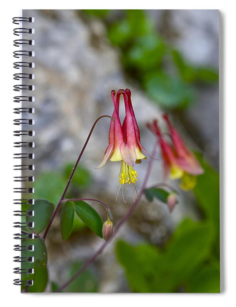 Beautiful Spiral Notebook featuring the photograph Columbine by Jack R Perry