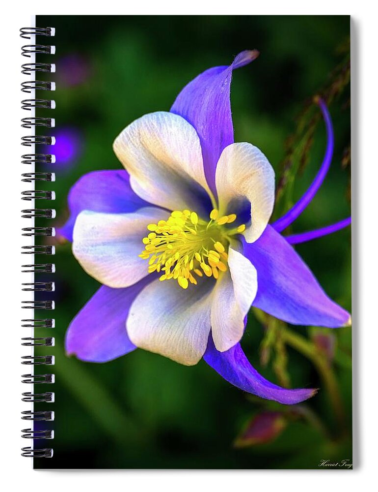 Flower Spiral Notebook featuring the photograph Columbine Portrait by Harriet Feagin