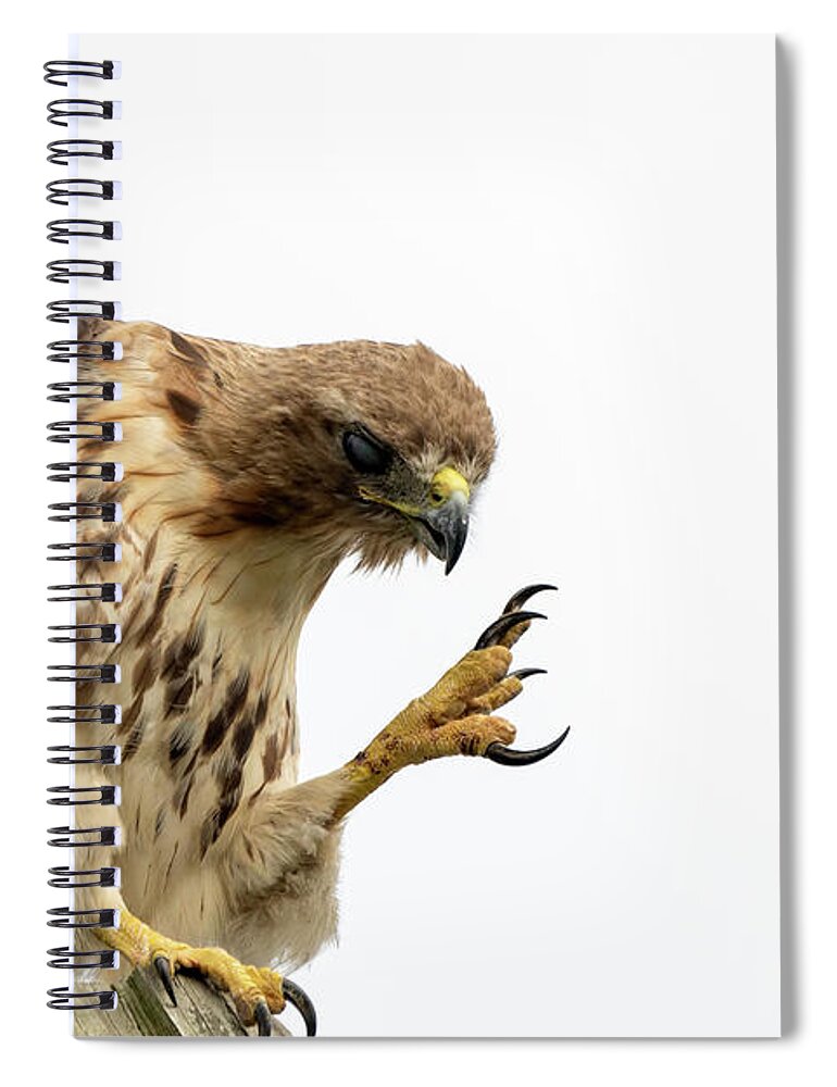 Red Tailed Hawk Spiral Notebook featuring the photograph Come closer kid by Sam Rino