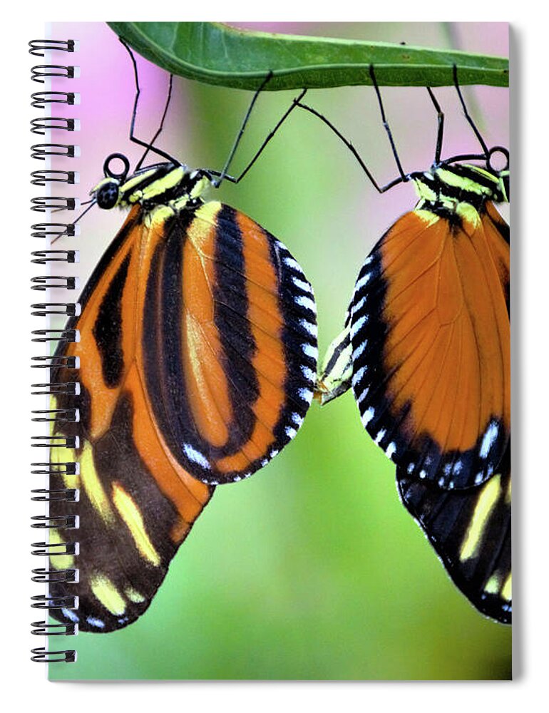 Mimic Tigerwing Butterfly Spiral Notebook featuring the photograph Come Together by Kathy Kelly