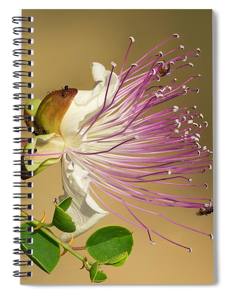 Common Caper Spiral Notebook featuring the photograph Common Caper by Yuri Peress