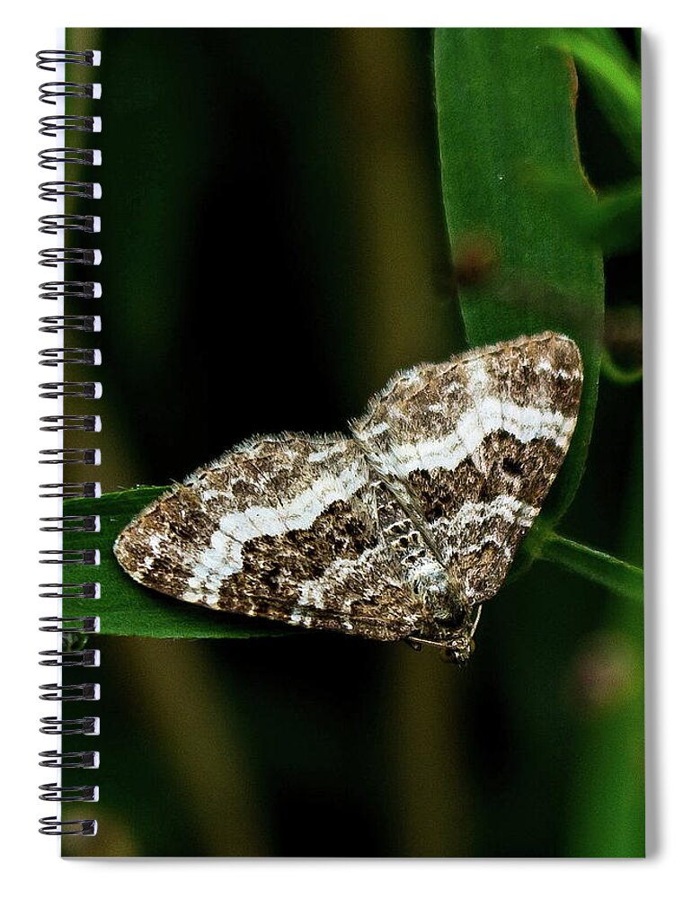 Moth Spiral Notebook featuring the photograph Common Carpet Moth by Jeff Townsend