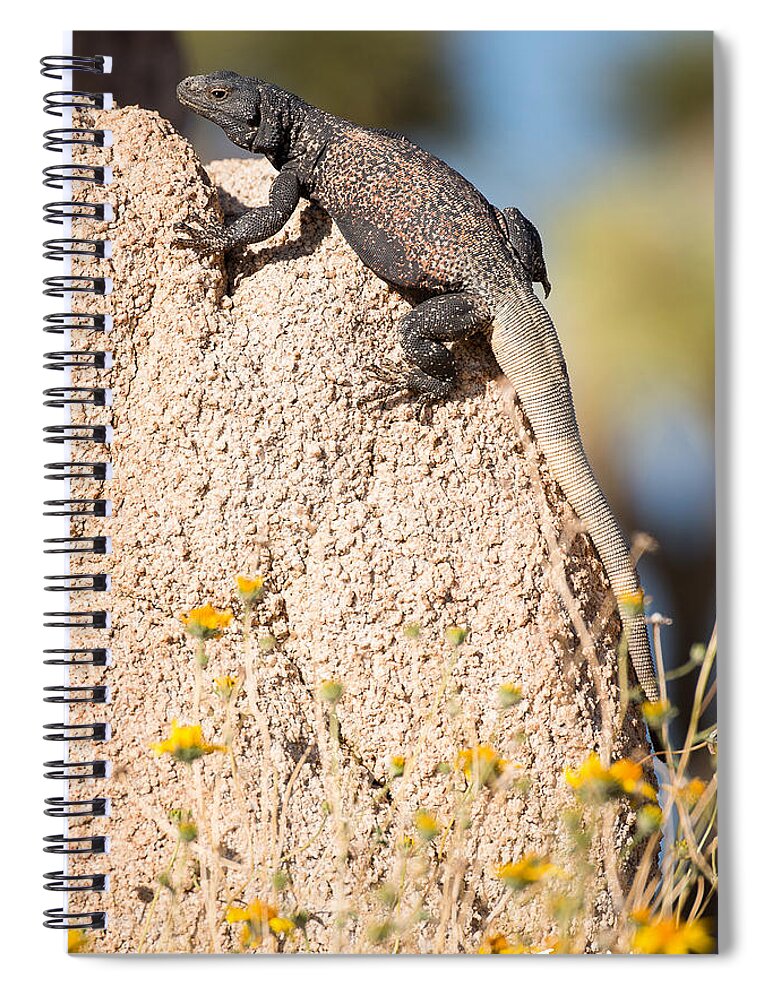 California Spiral Notebook featuring the photograph Common Chuckwalla by Joan Wallner