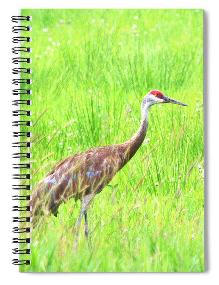  Spiral Notebook featuring the photograph Common Crane Hide by Kimberly Woyak