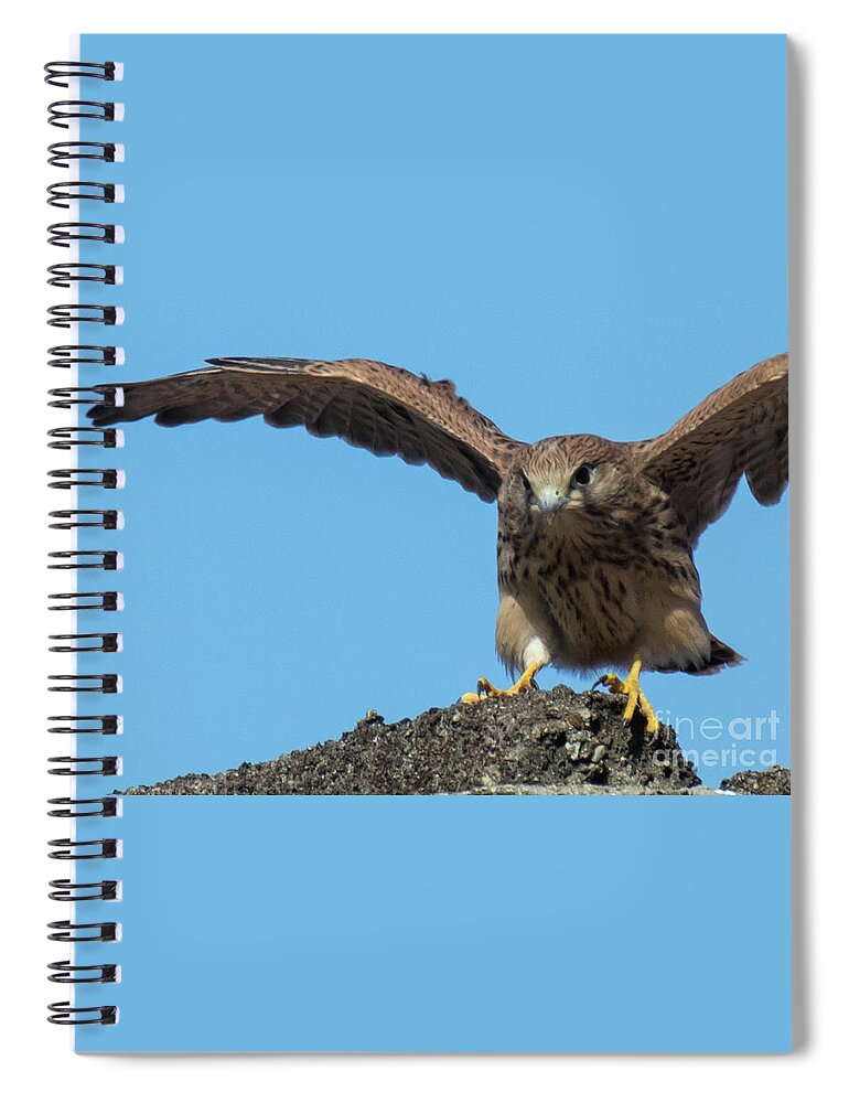 Animal Spiral Notebook featuring the photograph Common kestrel Juvenile - Falco tinnunculus by Jivko Nakev