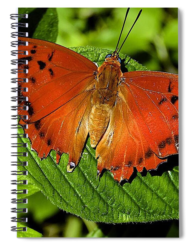 Butterfly Spiral Notebook featuring the photograph Common Leopard by Barbara Zahno