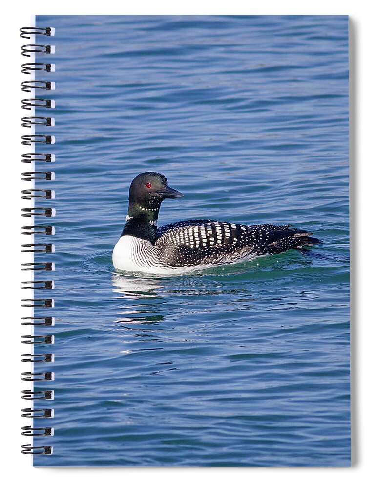 Mark Miller Photos Spiral Notebook featuring the photograph Common Loon in Monterey Bay by Mark Miller