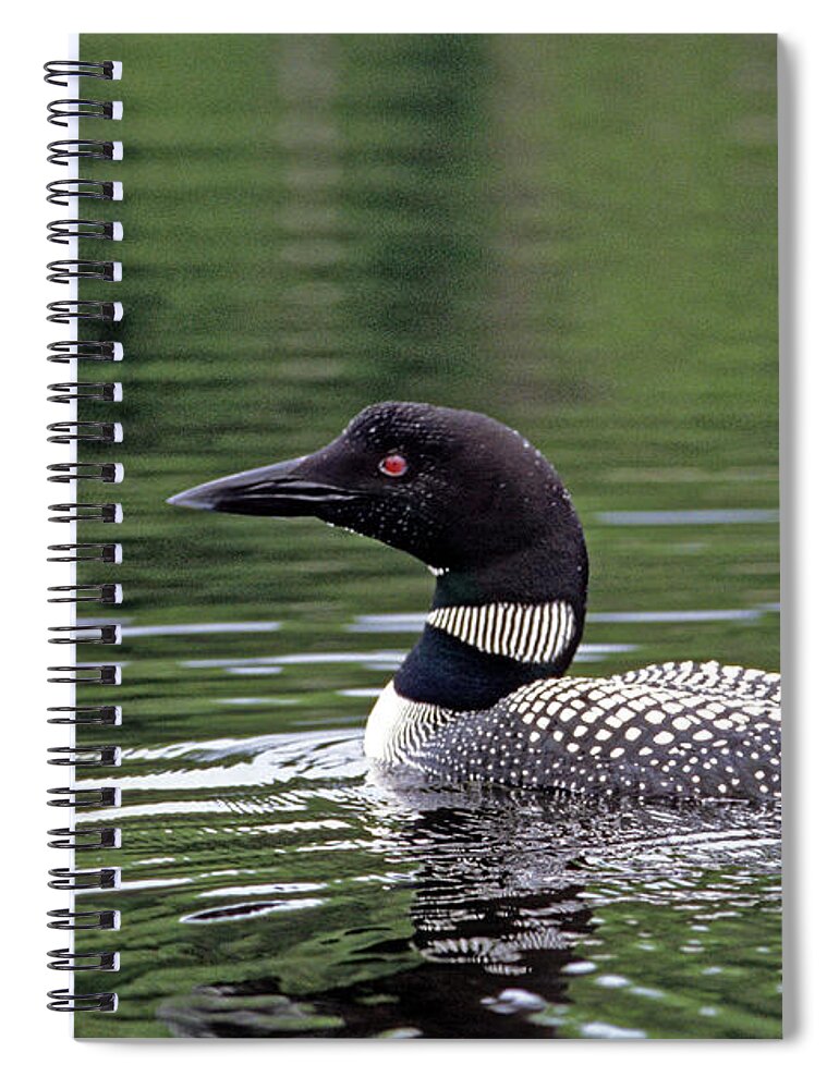 Common Loon Spiral Notebook featuring the photograph Common Loon by Kevin Shields