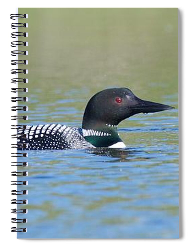 Common Spiral Notebook featuring the photograph Common Loon by Michael Peychich