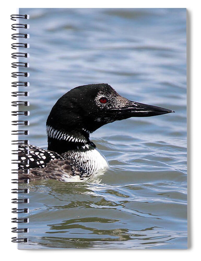 Common Loon Spiral Notebook featuring the photograph Common Loon Port Jefferson New York by Bob Savage