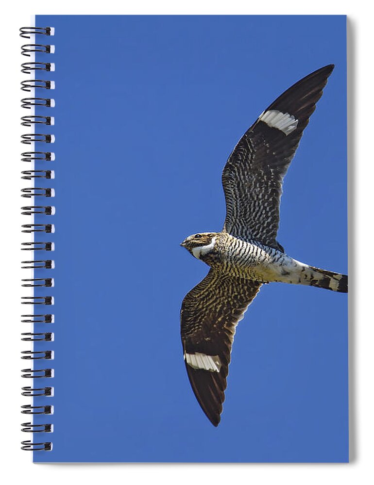 Common Nighthawk Spiral Notebook featuring the photograph Common Nighthawk by Tony Beck