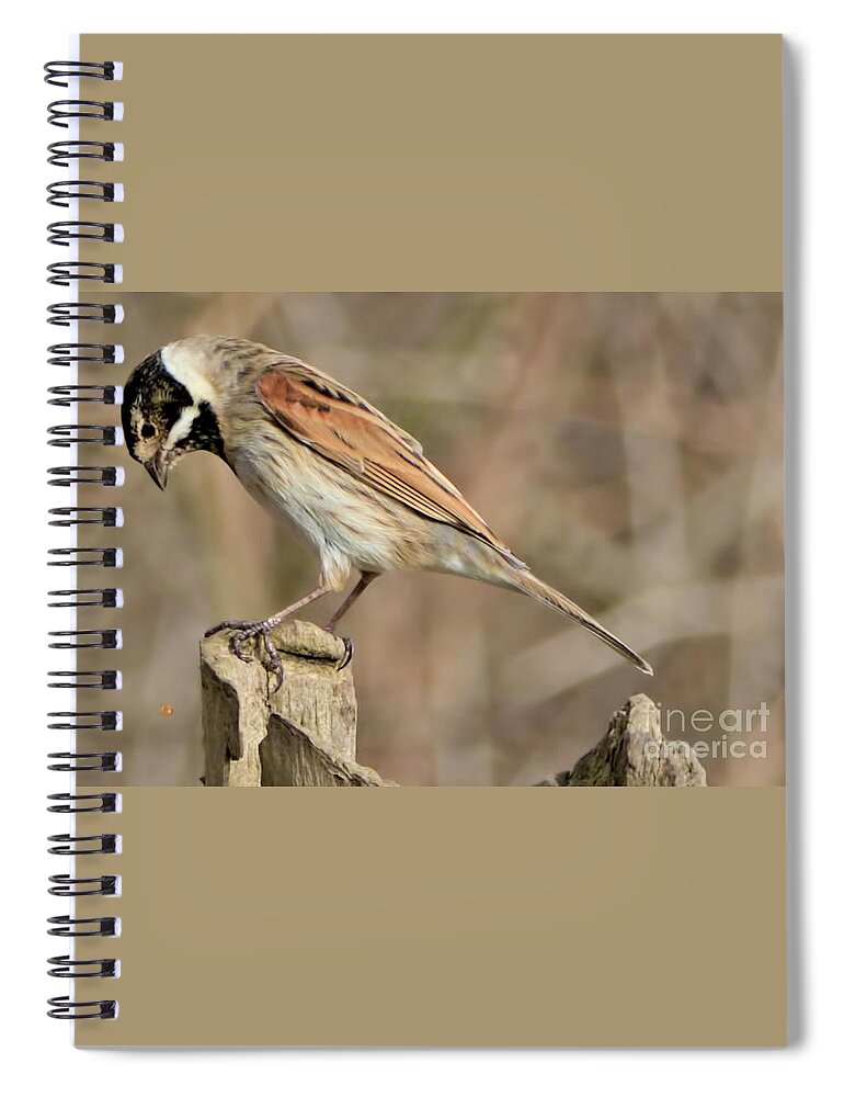 Bird Spiral Notebook featuring the photograph Common Reed Bunting by Baggieoldboy