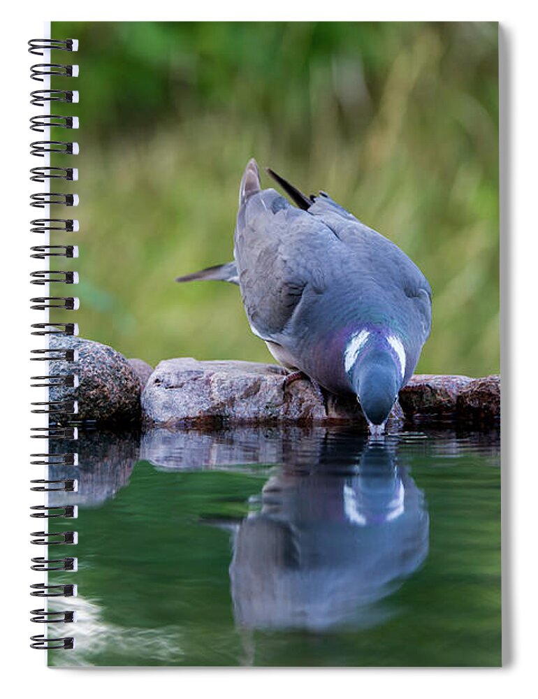 Common Wood Pigeon Spiral Notebook featuring the photograph Common Wood Pigeon drinking at the waterhole from the front by Torbjorn Swenelius