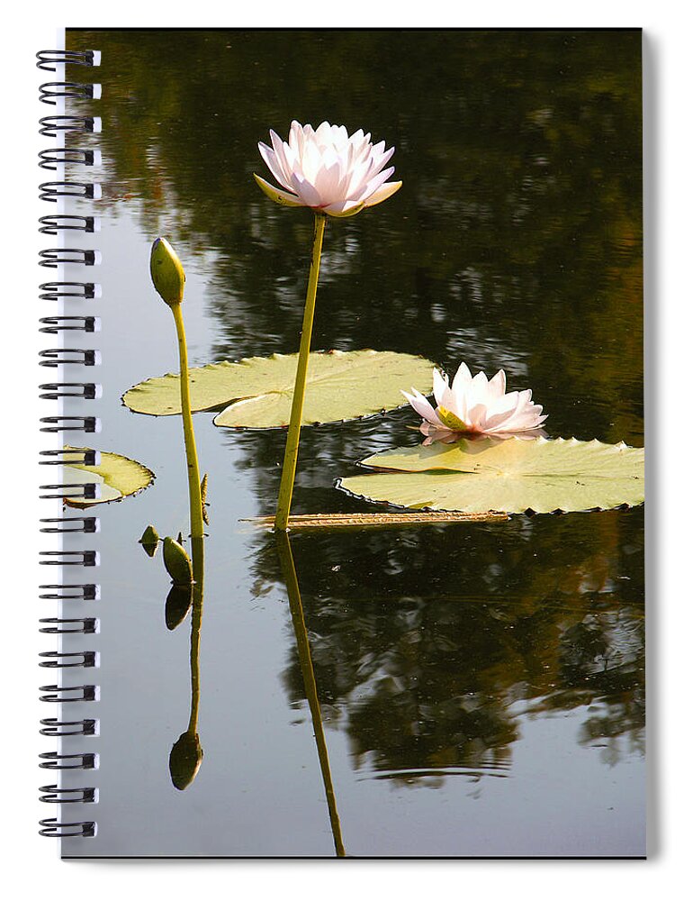 Water Lilies Spiral Notebook featuring the photograph Composition With Lilies by John Lautermilch