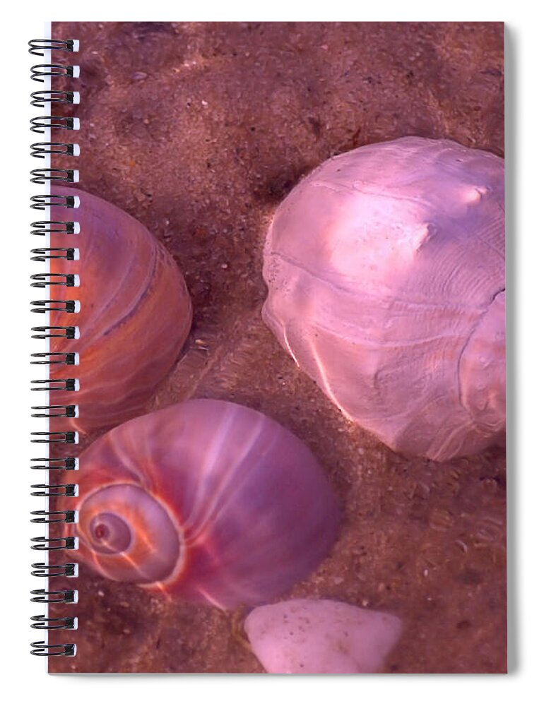 Seas Spiral Notebook featuring the photograph Conch by Newwwman