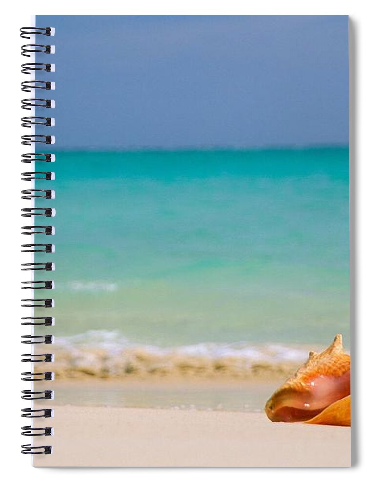 Aqua Spiral Notebook featuring the photograph Conch Shell by Tomas del Amo - Printscapes