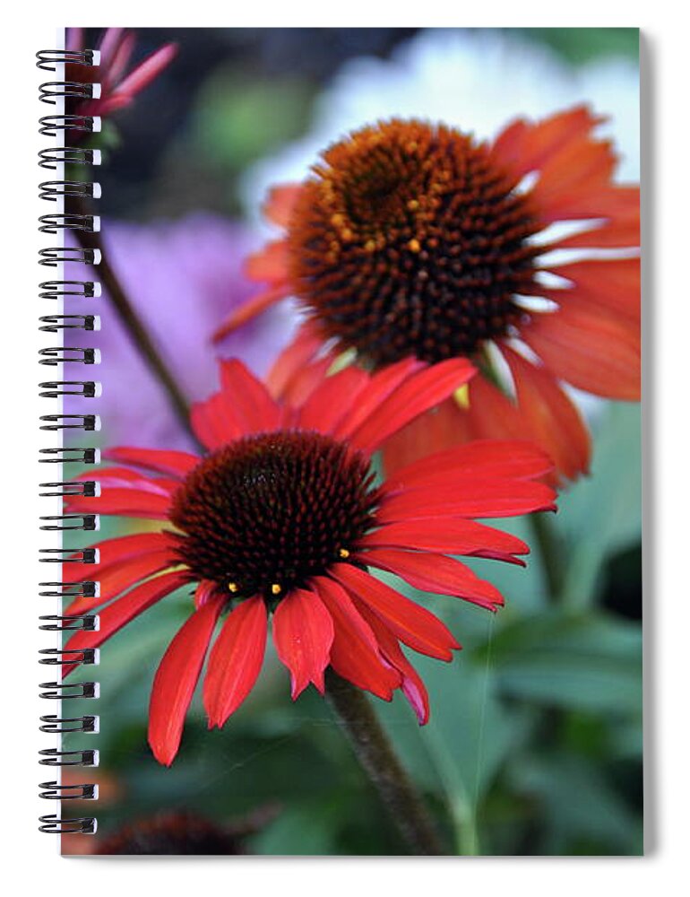 Coneflower Spiral Notebook featuring the photograph Coneflower by Mariel Mcmeeking