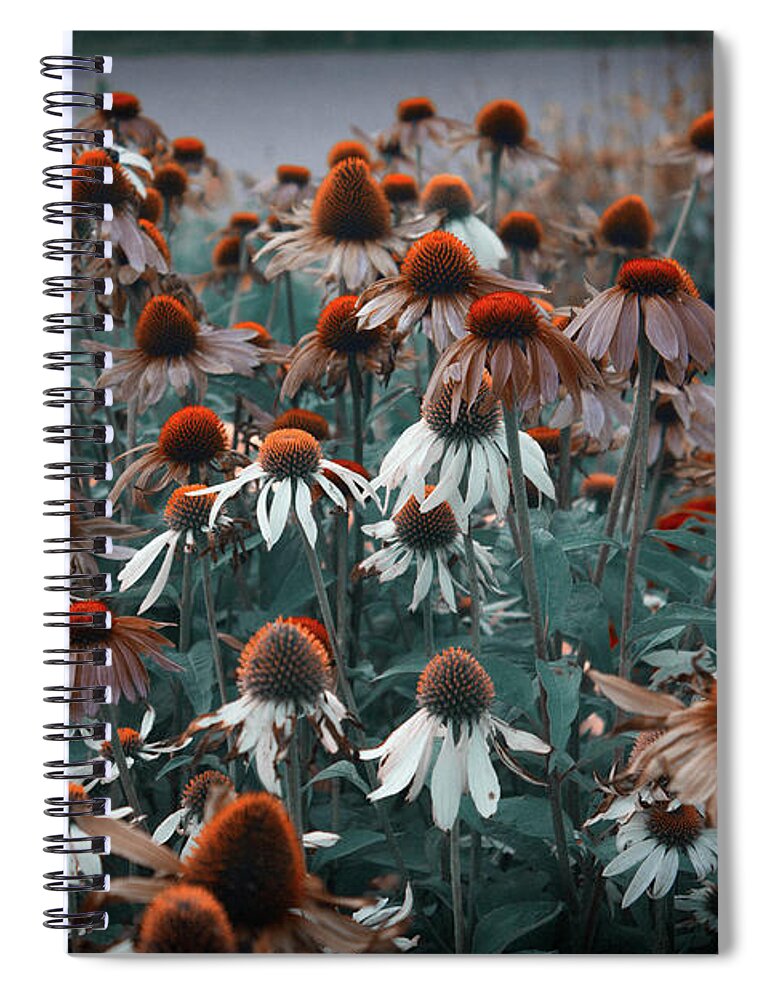Landscape Spiral Notebook featuring the photograph Coneflowers Bits of Torquise by Donna L Munro